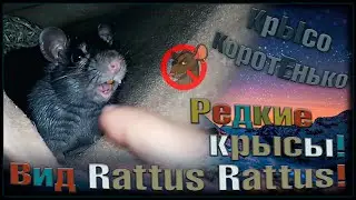 Крысы Питера! 🤔 Редкий у нас вид крысы 