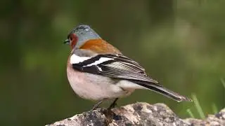 A Symphony in Song: The Common Chaffinch's Musical Marvel