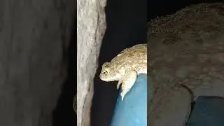 my friends jugnu #shorts #trending #nature #savefrag