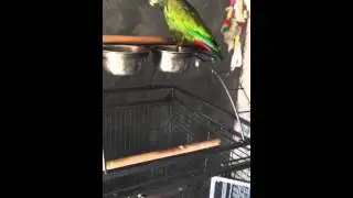 Pionus maximilian como mascota