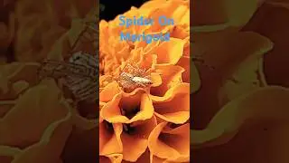 Spider On Marigold #rpmtheexplorer #rpm #explorer #spider#marigold#nature#naturelover#natureexplorer