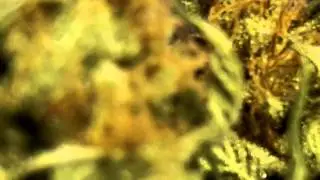 Harvest Review-side by side Mr.Paka Ogkush, Bubba Kush