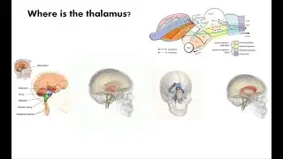 Multiscale Neuroscience Journal Club 02: Thalamic subnetworks