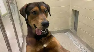 Ribbon cutting for new Humane Society of Hamilton County facility