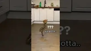 Road Runner H.I.  #animalvoiceover #funny