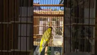 Black Hooded Siskin dilute gacor