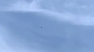 Parents bird fighting an eagle 🦅