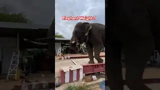 Weighing an Elephant #shorts #elephant #weight