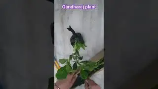 unboxing plant #onlineplants #shopping #plantshopping #unboxing #floweringplant #gandhraj #ytshorts
