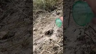 ИЗБАВЛЯЕМСЯ ОТ ОС РАЗ И НАВСЕГДА 🐝🐝🐝 #советыотпалыча#топ#осы#пчелы#дом