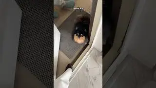 Домой заходят по разрешению! Новому жителю обозначили границы)))) #собака #шпиц #воспитаниесобаки