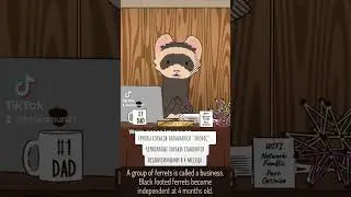 Natural habitat shorts на русском | Хорьки | ВалерьЯнка Project
