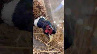 Ringneck Pheasant Bird 😇 #birds #animals #hunting #ringneckparrot