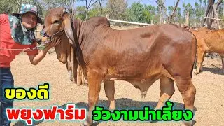ของดี‼️พยุงฟาร์ม วัวงามน่าเลี้ยง ชุดนี้บอกเลย แจ่มๆทั้งนั้น รีบเลือกชมได้เลย