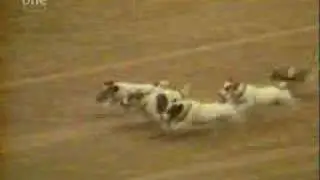 accident de chien