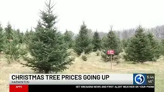 Christmas tree prices expected to rise at Connecticut farms this season