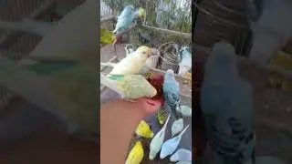 🦜 Regenbogen Wellensittiche &ndash; pure Farbenfreude 🌈 #Mutationen