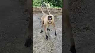 😱 Langur ka Gussa! Dekhiye Jungle King ka Real Reaction! 🐒🔥 #LangurAttack #Wildlife #AnimalShorts