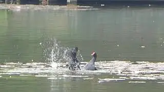 Moorhens Fighting
