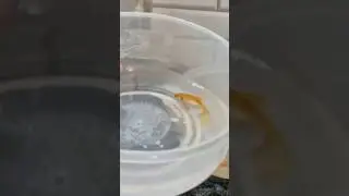 🐠✨
