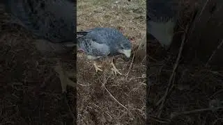 Wie weit k&ouml;nnen Eulen den Kopf drehen? - kurz erkl&auml;rt! - Greifvogelwarte Feldatal #falknerei #eule