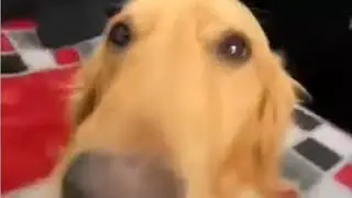 Top 7 dog