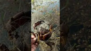 Jal me fasha kekda 😱🦀 | Unexpected Crab Catch#shorts #fishing#kekda#crab