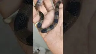 Common Kukri Snake 🐍 | SnakeShort #03 | akhils adventures | #shorts #ytshorts #snake #wildlife