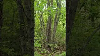 NATURE - Journey Through Marks Cove Conservation Area