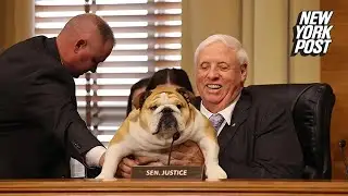 Sen. Justice&rsquo;s pooch Babydog has her &lsquo;testimony&rsquo; entered into Congressional Record at a hearing