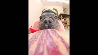 To make sure you've never seen Zhu Bajie eating ginseng fruit 🐷 #French Bulldog