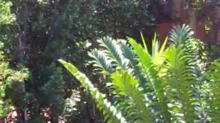 California Friendly Garden 5 years later