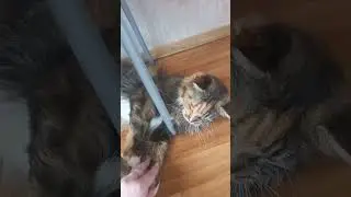#юмор #cat #озвучка #мейнкун #котофейка #котики #видосыоткота #веселыекоты