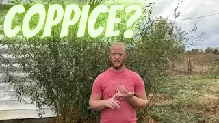 What is coppice Silvoculture? And why should you have it on your farm?