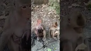 OMG!! What wrong with baby monkey 