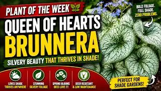 QUEEN OF HEARTS BRUNNERA | Brunnera macrophylla | Inspiration for Your Garden