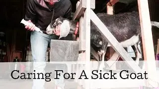 Depressed Sick Goat Treatment