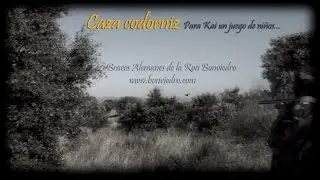 CAZA de CODORNIZ. ESPECTACULAR lance - Bracos Alemanes de la Ron Bonviedro. - bonviedro.com