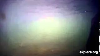 Underwater Bear