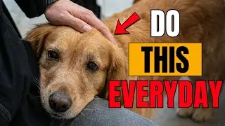 10 вещей, которые вы редко делаете для своей собаки (но которые ей тайно необходимы)