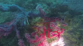 Tiboulen du frioul