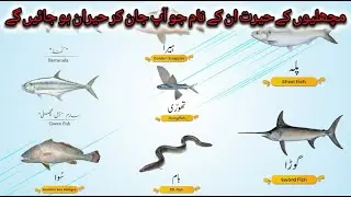 fish names in pakistan local language || machhliyon ke naam English to Urdu ||