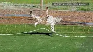 Don't leave your sports nets up if you care about wildlife