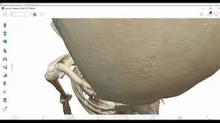 Костные ориентиры лопатки и ключицы