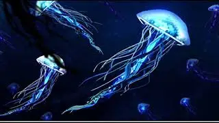 jellyfish pictures