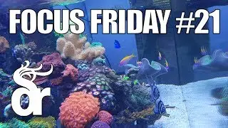 FF#21 | Crystal Clear Water in your Reef Tank