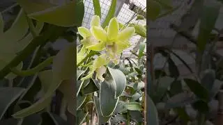 Пестролистная орхидея дендробиум? Да, пожалуйста! Это Dendrobium Burana Jade &lsquo;Variegated Green&rsquo;!
