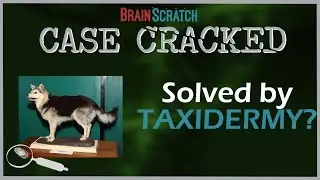 Case Cracked: Solved by Taxidermy?