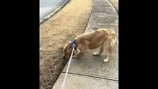 &ldquo;I Tried to Walk My Golden Retriever&hellip; He Had Other Plans 😭&rdquo;