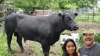 Too much MUD!! Hauling calves and growing food on  East Texas Farm!